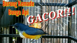 Download lagu Suara Kemade Bunga Api Kecil'' Caberawit Gacor!!! mp3 Download lagu Suara Kemade Bunga Api Kecil'' Caberawit Gacor!!! mp3
