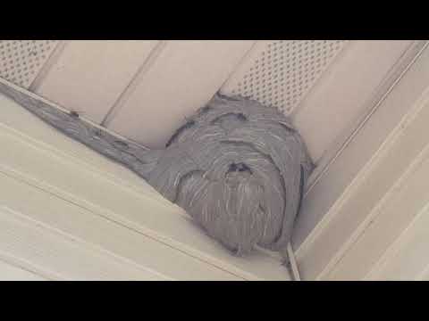 Bald-Faced Hornets Spread Out on Soffit in Matawan, NJ