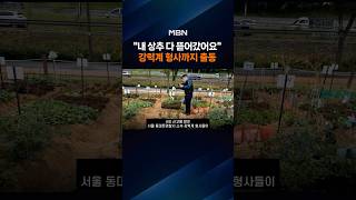 "상추 도둑 잡아라" 강력계 형사까지 뜬 도심 텃밭…무슨 일?