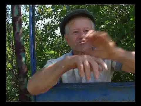 Navetistul Banatean - Albina