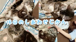 猫とのしあわせじかん 足長マンチカン まる Munchkin cat