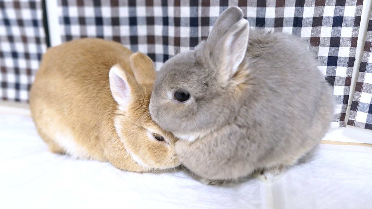 初めて相方に毛繕いする感動の瞬間かと思ったら勢い余ってマウンティングしだすうさぎ‥