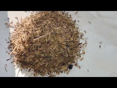 Stylo hamata (Stylo santhes hamata)Forage Grass Seed