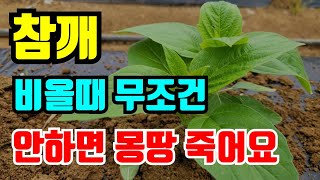 참깨 장마전에 이것만 하면 안죽어요/감자캐고6월에 심으면 돈버는 추천작물 지금 심으세요.