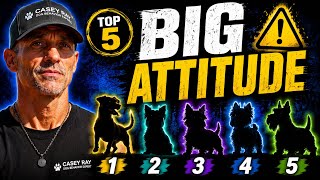 Top 5 Small Dogs That Think They Run Everything