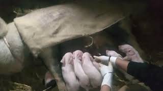 Download lagu okk se fajarehe handakide mp3 Download lagu okk se fajarehe handakide mp3