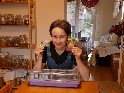 SIEW#SELERA#ROZSADA#SELERA#UPRAWA#SELERA