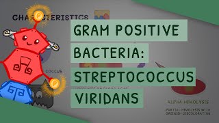 Gram Positive Bacteria: Streptococcus viridans