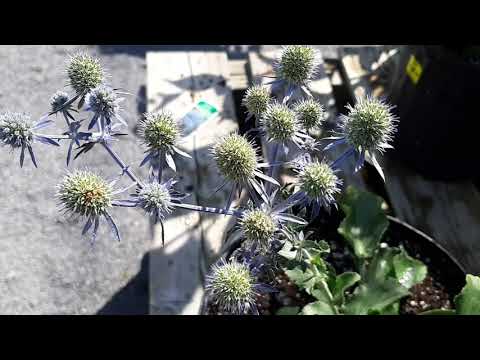 Eryngium : Planum Blue Hobbit