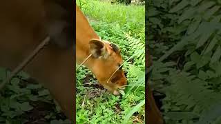 Download lagu sapi lucu makan rumput mp3 Download lagu sapi lucu makan rumput mp3