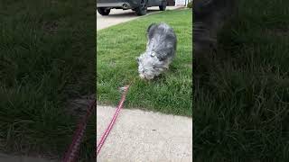 Video preview image #1 Mutt Puppy For Sale in Rootstown, OH, USA