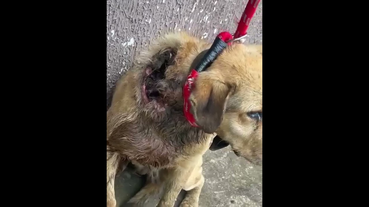 Arya video