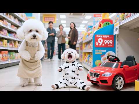 Cachorro llora porque no puede comprar un coche de juguete 😭🚗, avergonzando a su madre perrita