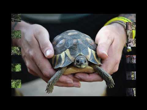 Panoki EDM  - Party Time vol 1