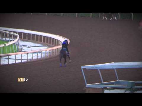 Songbird Gallop 12/12