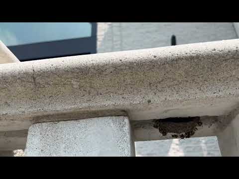 Yellow Jackets Building a Nest Under the Cement Railing in Peapack, NJ