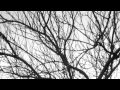 The Dodos - Companions