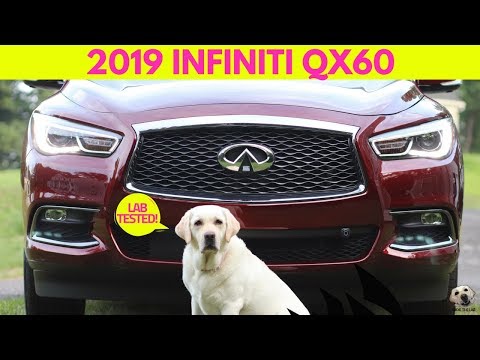 2019 Infiniti QX60: Andie the Lab Review! #Infiniti #AndietheLab #Dogs Video