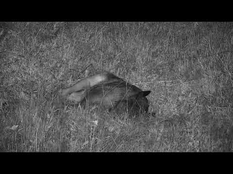 Djuma: Dead Wildebeest calf spotted to the right of the cam - 03:29 - 12/16/20