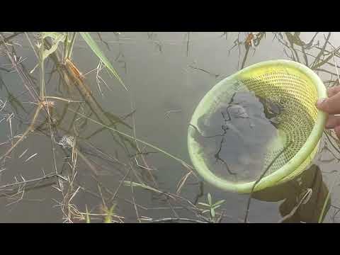 Releasing Catfish into the Pond: Part 2