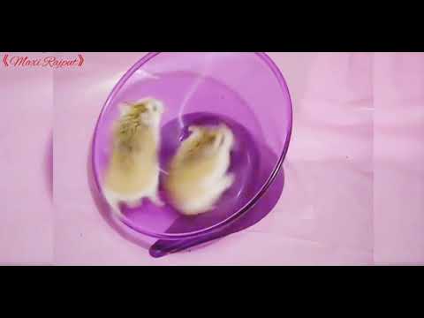 funny hamsters in wheel videos -  Funny.animals co...