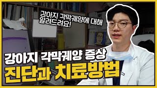 강아지 각막궤양 증상과 진단, 치료방법까지 상세하게 알려드립니다!