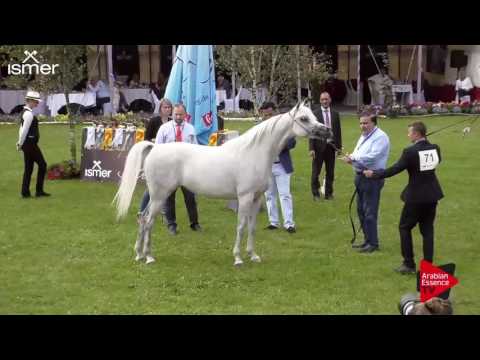 N.71 FER LISALINE - Ströhen 2017 C-Show - 4.6 Years Old Mares (Class 9)