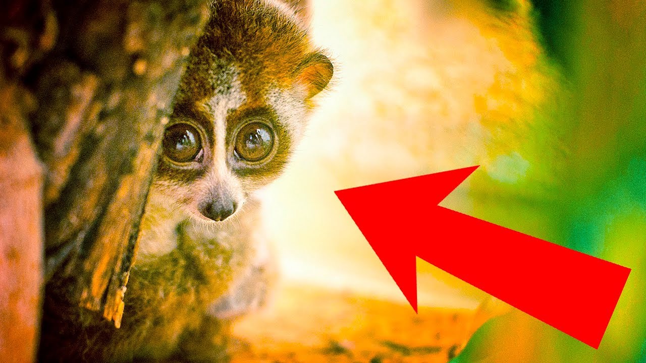 10 Cute Animals That You Need to Run Away from