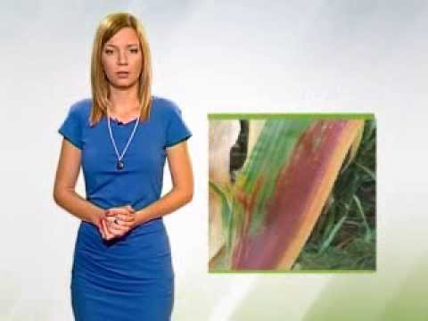 Zelena prognoza, 26.6.2015. - O štetnim cikadama u kukuruzu