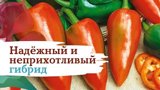 Перец Санькина любовь: отзывы, описание сорта, фото, видео, отзывы ...