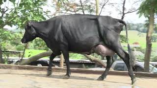Vídeo 20 - 1º LEILÃO ANUAL SITIO TIMOTEO | VACAS 3/4 E 7/8