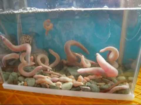 閲覧注意】どう見てもアレ 「ユムシ」と呼ばれる謎のキモカワ