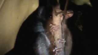 preview picture of video 'Tarsius Tarsier Sulawesi in the forest at night Tinoor - North Sulawesi Indonesia'