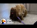 Matted dog looked like he had 6 legs now he looks completely different | The Dodo Faith = Restored