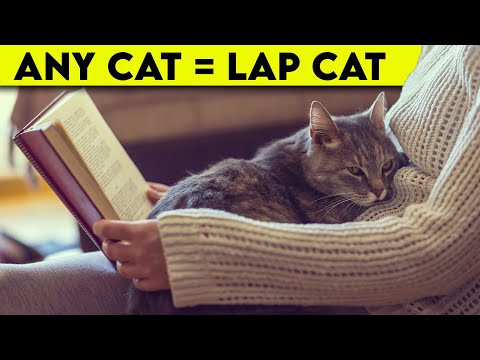 How To Get Your Cat To LIKE Sitting On Your LAP - YouTube