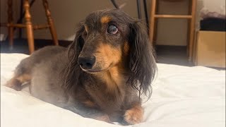 ネルくんとパパのゲリライブ🐶 | 作業や勉強、睡眠のおともに | 犬のいる暮らし