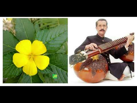 Ustad Mohi Bahauddin Dagar rudraveena raag bageshree