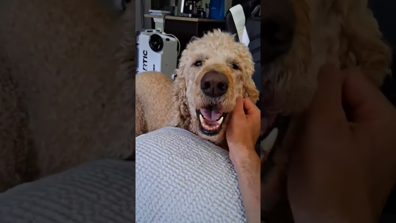 Enlarge Henry, an adopted Goldendoodle in Villa Rica, GA video 2/6