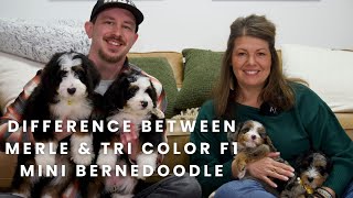 What Is the Difference Between a Merle & Tri F1 Mini Bernedoodle Puppy!