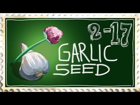 Growing Garlic from Seed is It Possible?