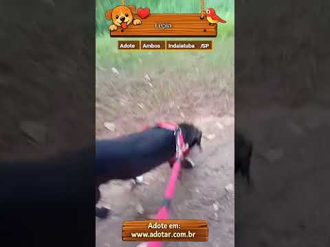 Vídeo de Lupin