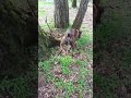 The Dog Hont