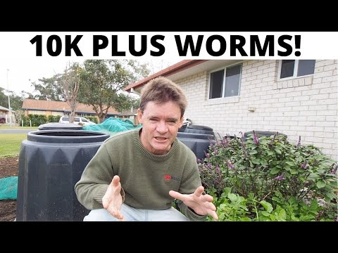 Why Have A Giant Worm Farm? I LOVE MINE!