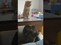 Even The Other Cats Don T Trust An Orange Cat