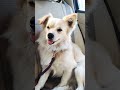 Mujhko Neend Aa Rahi Hai Ytshorts Shorts Dog Pomeranian
