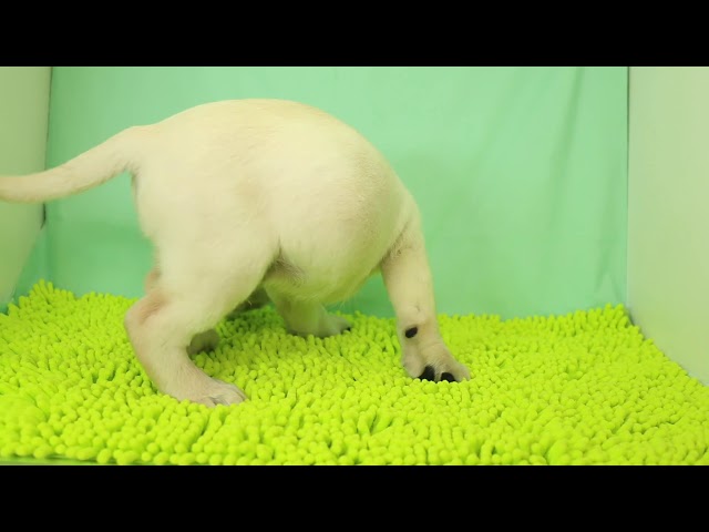 ブリーダー/ショップマロニエケンネル　MARRONNIER KENNELのラブラドール・レトリーバーで番号が2498です