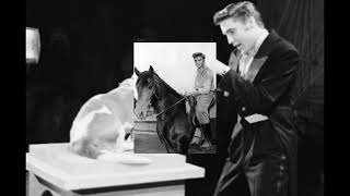 ELVIS PRESLEY - Animal Instinct -
