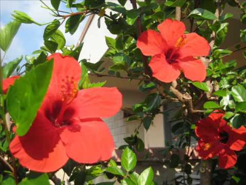 NON PIU' ANDRAI FARFALLONE AMOROSO -canta BRUNO PRATICO'