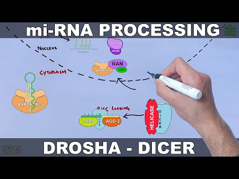 miRNA and its Processing | Drosha Dicer Cleavage