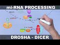 MiRNA And Its Processing Drosha Dicer Cleavage